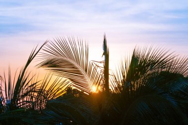 Palmiye ağacı etrafında fotokopi alanı olan güzel bir günbatımı