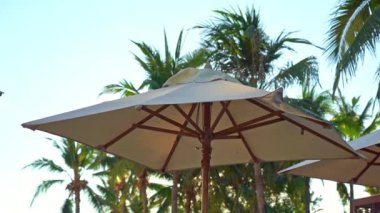 Sahilde gökyüzünün önündeki palmiye ağaçlarının manzaralı görüntüleri