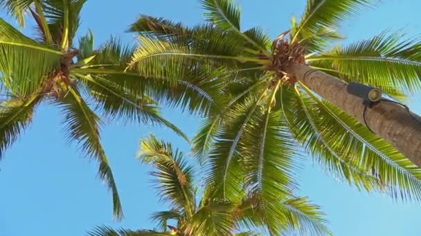 Images Panoramiques Palmiers Devant Ciel Sur Bord Mer — Video