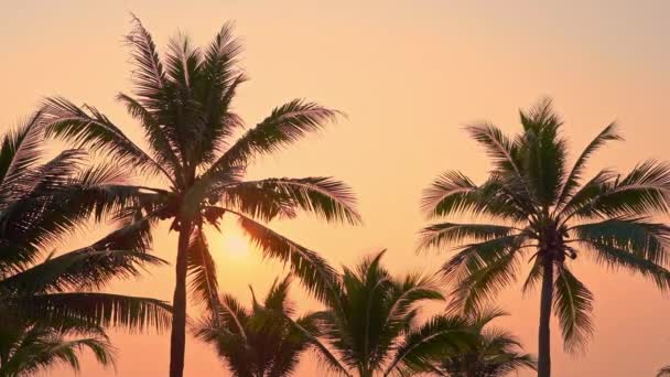 海滨天空前棕榈树的景致 — 图库视频影像