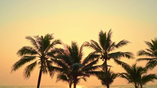 Scenic Footage Palm Trees Front Sky Seashore — Stock Video