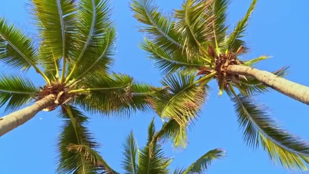 Schilderachtige Beelden Van Palmbomen Voor Hemel Aan Kust — Stockvideo