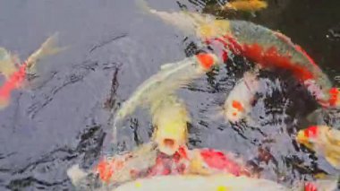 Gölde yüzen koi balıklarının yakın çekim görüntüleri.