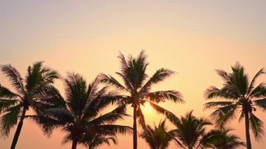 Sahilde gökyüzünün önündeki palmiye ağaçlarının manzaralı görüntüleri