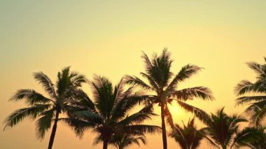 Sahilde gökyüzünün önündeki palmiye ağaçlarının manzaralı görüntüleri