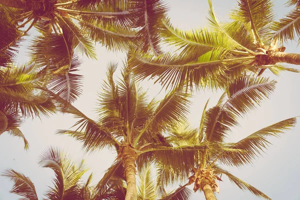 Prachtige Tropische Palmboom Rond Strand Zee Oceaan Bij Zonsondergang Zonsopgang — Stockfoto