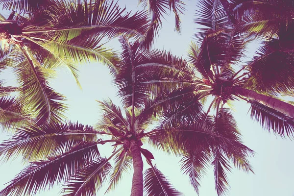 日落或日出时分 美丽的热带棕榈树环绕着海滩海 — 图库照片