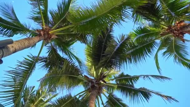 Riprese Panoramiche Palme Davanti Cielo Riva Mare — Video Stock