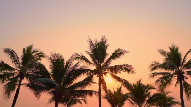 Scenic Footage Palm Trees Front Sky Seashore — Stock Video