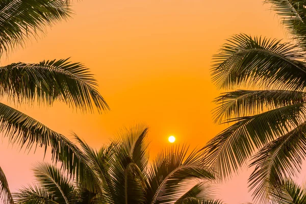 Güneşin Doğuşunda Batışında Okyanus Kıyısında Palmiye Ağaçları Olan Güzel Bir — Stok fotoğraf