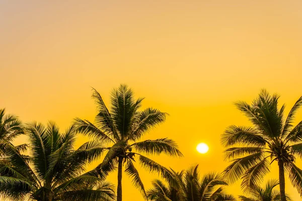 Красива Природа Пальмою Навколо Океанського Пляжу Заході Сонця Або Сходу — стокове фото