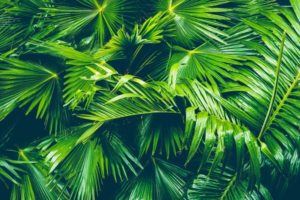 Vackra Tropiska Natur Palmblad För Kopiering Utrymme Eller Text Bearbetning — Stockfoto