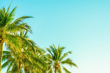 Gün batımında ya da gün doğumunda sahil okyanusu çevresinde güzel bir tropikal palmiye ağacı