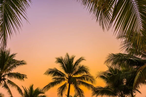 Schöne Natur Mit Palmen Rund Meer Ozean Strand Bei Sonnenuntergang — Stockfoto