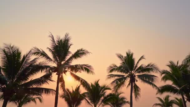 Images Panoramiques Palmiers Devant Ciel Sur Bord Mer — Video