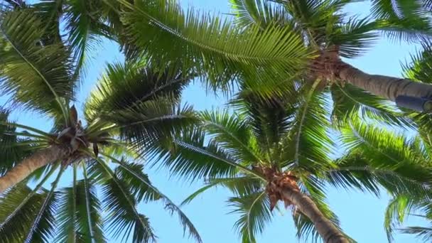 Riprese Panoramiche Palme Davanti Cielo Riva Mare — Video Stock