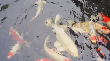 Güzel koi sazanları gölette yüzer