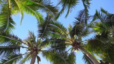 Hindistan cevizi palmiyesi etrafındaki deniz okyanusu koyunun güzel tropikal doğası tatil için.