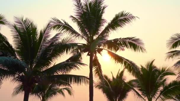 日落或日出时分 美丽的热带棕榈树环绕着海滩海 — 图库视频影像