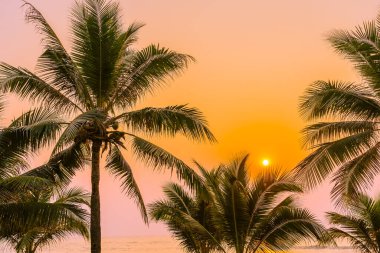 Güneşin doğuşunda ve batışında okyanus kıyısında palmiye ağaçları olan güzel bir doğa.