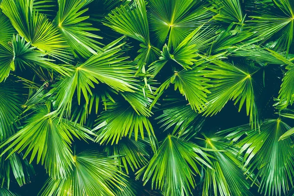 コピースペースやテキストのためのヤシの葉の美しい熱帯性 処理ヴィンテージフィルター — ストック写真