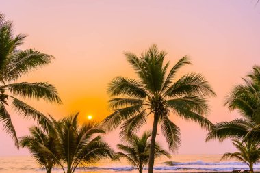 Güneşin doğuşunda ve batışında okyanus kıyısında palmiye ağaçları olan güzel bir doğa.