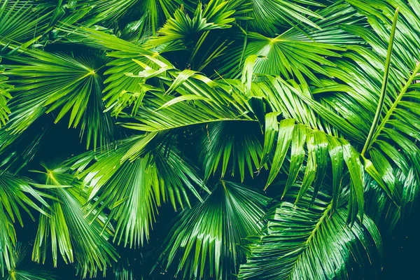 Schöne Tropische Natur Der Palmblätter Für Kopierraum Oder Text Verarbeitung — Stockfoto
