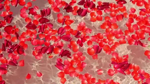 Aufnahmen Von Blütenblättern Die Wasser Des Badezimmers Treiben — Stockvideo