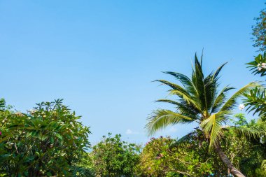 Hindistan cevizi palmiyesi etrafındaki deniz okyanusu koyunun güzel tropikal doğası tatil için.