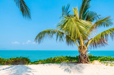 Hindistan cevizi palmiyesi etrafındaki deniz okyanusu koyunun güzel tropikal doğası tatil için.