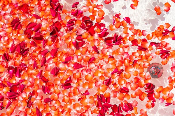 Czerwona Róża Kwiat Wodzie Wannie Dekoracji Wnętrz Kąpieli Relaksu — Zdjęcie stockowe