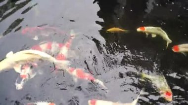 Güzel koi sazanları gölette yüzer