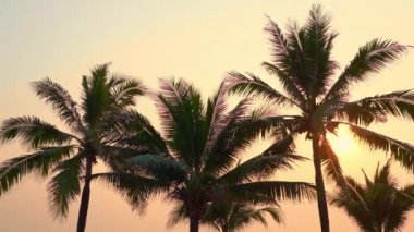 Gün batımında ya da gün doğumunda sahil okyanusu çevresinde güzel bir tropikal palmiye ağacı