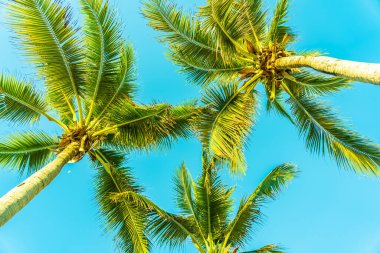 Gün batımında ya da gün doğumunda sahil okyanusu çevresinde güzel bir tropikal palmiye ağacı