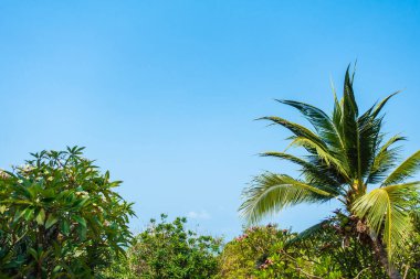 Hindistan cevizi palmiyesi etrafındaki deniz okyanusu koyunun güzel tropikal doğası tatil için.