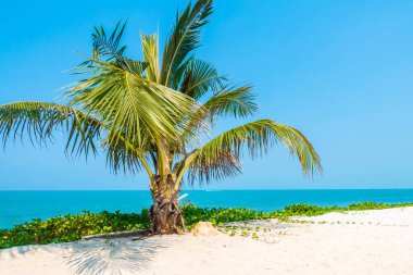 Hindistan cevizi palmiyesi etrafındaki deniz okyanusu koyunun güzel tropikal doğası tatil için.