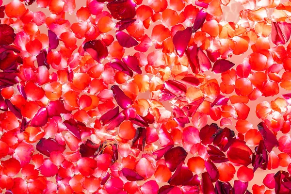 Rose Rouge Fleur Sur Eau Dans Baignoire Décoration Intérieure Pour — Photo