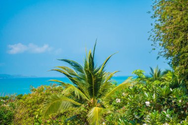 Hindistan cevizi palmiyesi etrafındaki deniz okyanusu koyunun güzel tropikal doğası tatil için.