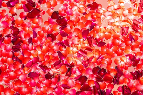 Červená Růže Květiny Vodě Vaně Dekorace Interiéru Pro Koupel Relaxaci — Stock fotografie