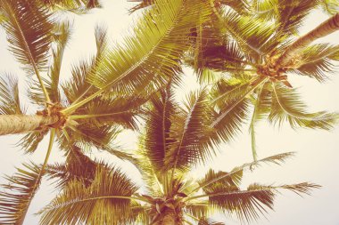 Gün batımında ya da gün doğumunda sahil okyanusu çevresinde güzel bir tropikal palmiye ağacı