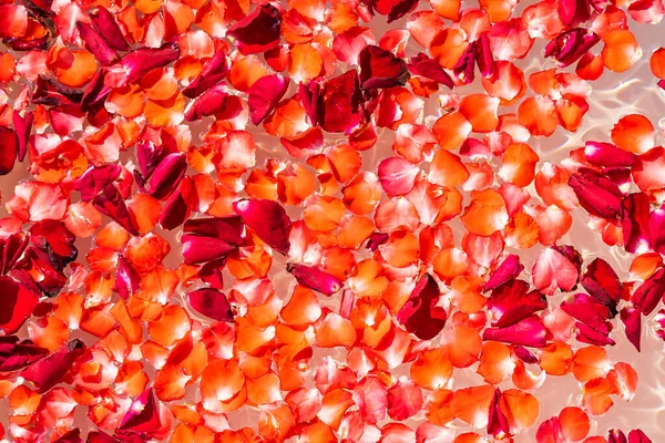 Rosa Roja Flor Agua Bañera Decoración Interior Para Tomar Baño —  Fotos de Stock
