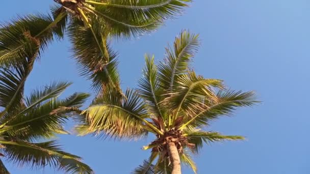 Images Panoramiques Palmiers Devant Ciel Sur Bord Mer — Video