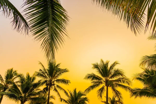 Schöne Natur Mit Palmen Rund Meer Ozean Strand Bei Sonnenuntergang — Stockfoto