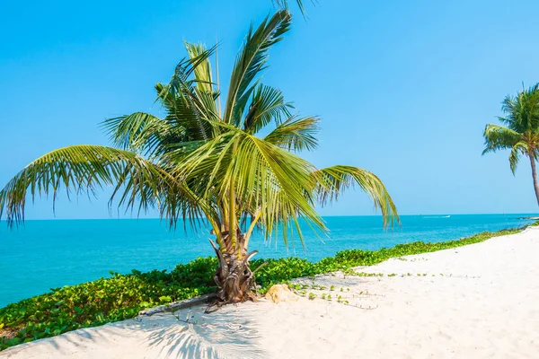 Bella Natura Tropicale Spiaggia Mare Oceano Baia Intorno Palma Cocco — Foto Stock