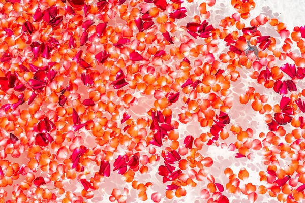 Czerwona Róża Kwiat Wodzie Wannie Dekoracji Wnętrz Kąpieli Relaksu — Zdjęcie stockowe