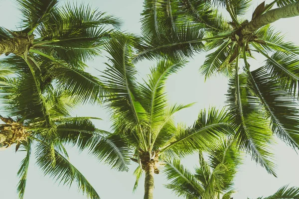Krásné Tropické Palmy Kolem Pláže Moře Oceán Při Západu Slunce — Stock fotografie