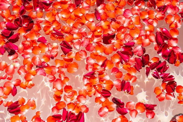 Rose Rouge Fleur Sur Eau Dans Baignoire Décoration Intérieure Pour — Photo