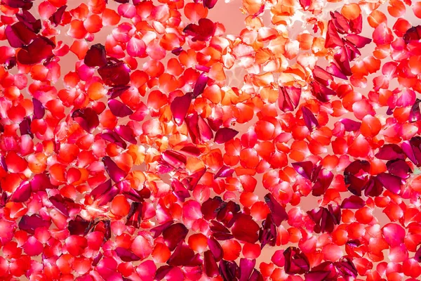 红色玫瑰在浴缸内的水面上绽放 用来洗澡和放松 — 图库照片