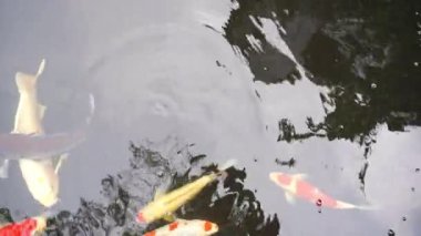 Gölde yüzen koi balıklarının yakın çekim görüntüleri.