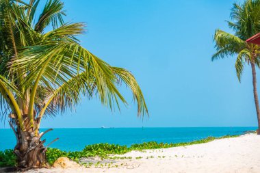 Hindistan cevizi palmiyesi etrafındaki deniz okyanusu koyunun güzel tropikal doğası tatil için.